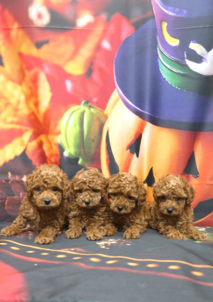 トイプードルブリーダー子犬レッド男の子女の子兄妹犬生後6週間。千葉県鎌ヶ谷市船橋市市川市柏市白井市印西市千葉市ブリーダー画像