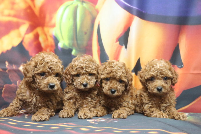 トイプードルブリーダー子犬レッド男の子女の子兄妹犬生後6週間。千葉県鎌ヶ谷市船橋市市川市柏市白井市印西市千葉市ブリーダー画像