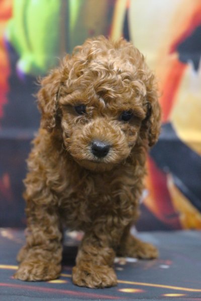 トイプードルブリーダー子犬レッド男の子生後6週間。千葉県鎌ヶ谷市船橋市市川市柏市白井市印西市千葉市ブリーダー画像