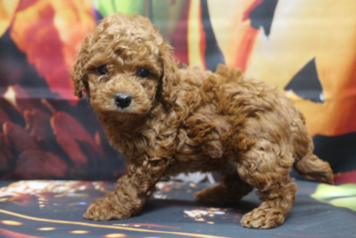 トイプードルブリーダー子犬レッド男の子生後6週間。千葉県鎌ヶ谷市船橋市市川市柏市白井市印西市千葉市ブリーダー画像