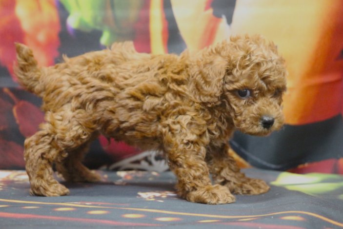 トイプードルブリーダー子犬レッド男の子生後6週間。千葉県鎌ヶ谷市船橋市市川市柏市白井市印西市千葉市ブリーダー画像