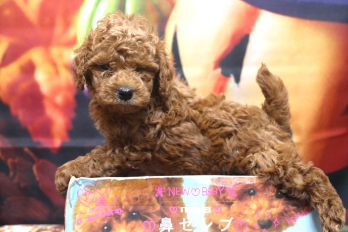 トイプードルブリーダー子犬レッド男の子生後6週間。千葉県鎌ヶ谷市船橋市市川市柏市白井市印西市千葉市ブリーダー画像