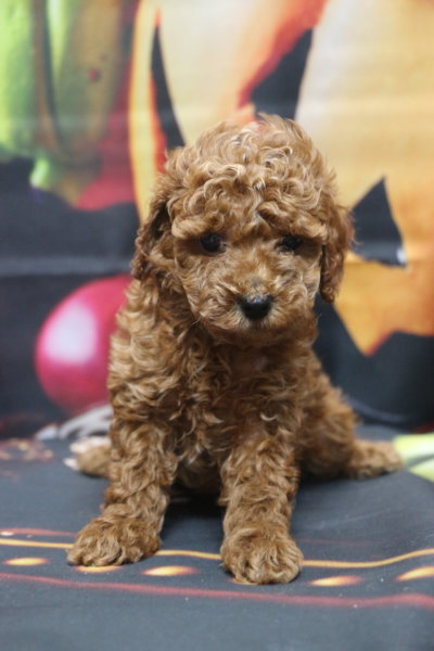 トイプードルブリーダー子犬レッド女の子生後6週間。千葉県鎌ヶ谷市船橋市市川市柏市白井市印西市千葉市ブリーダー画像