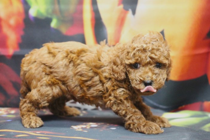 トイプードルブリーダー子犬レッド女の子生後6週間。千葉県鎌ヶ谷市船橋市市川市柏市白井市印西市千葉市ブリーダー画像