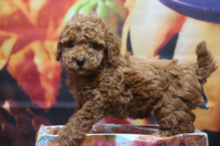 トイプードルブリーダー子犬レッド女の子生後6週間。千葉県鎌ヶ谷市船橋市市川市柏市白井市印西市千葉市ブリーダー画像