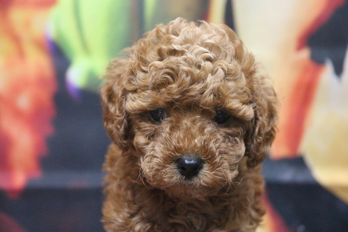 トイプードルブリーダー子犬レッド女の子生後6週間。千葉県鎌ヶ谷市船橋市市川市柏市白井市印西市千葉市ブリーダー画像