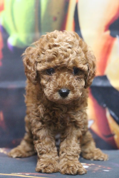 トイプードルブリーダー子犬レッド女の子生後6週間。千葉県鎌ヶ谷市船橋市市川市柏市白井市印西市千葉市ブリーダー画像