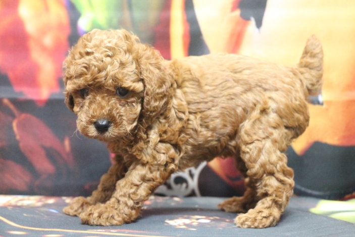 トイプードルブリーダー子犬レッド女の子生後6週間。千葉県鎌ヶ谷市船橋市市川市柏市白井市印西市千葉市ブリーダー画像