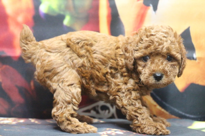 トイプードルブリーダー子犬レッド女の子生後6週間。千葉県鎌ヶ谷市船橋市市川市柏市白井市印西市千葉市ブリーダー画像