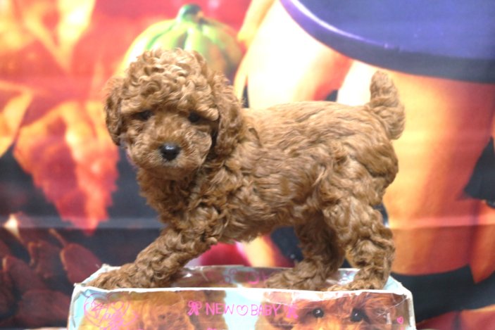 トイプードルブリーダー子犬レッド女の子生後6週間。千葉県鎌ヶ谷市船橋市市川市柏市白井市印西市千葉市ブリーダー画像