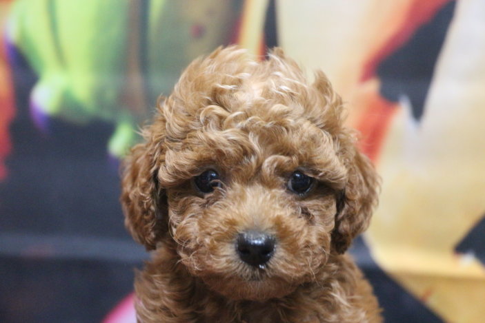 トイプードルブリーダー子犬レッド女の子生後6週間。千葉県鎌ヶ谷市船橋市市川市柏市白井市印西市千葉市ブリーダー画像