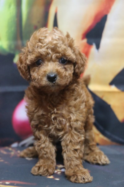 トイプードルブリーダー子犬レッド女の子生後6週間。千葉県鎌ヶ谷市船橋市市川市柏市白井市印西市千葉市ブリーダー画像