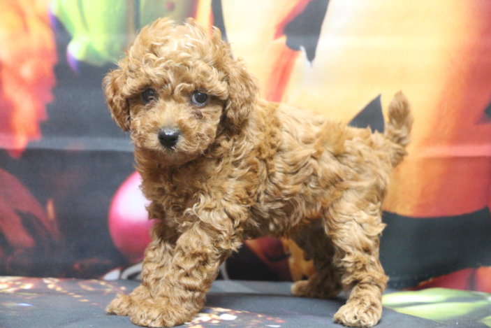 トイプードルブリーダー子犬レッド女の子生後6週間。千葉県鎌ヶ谷市船橋市市川市柏市白井市印西市千葉市ブリーダー画像