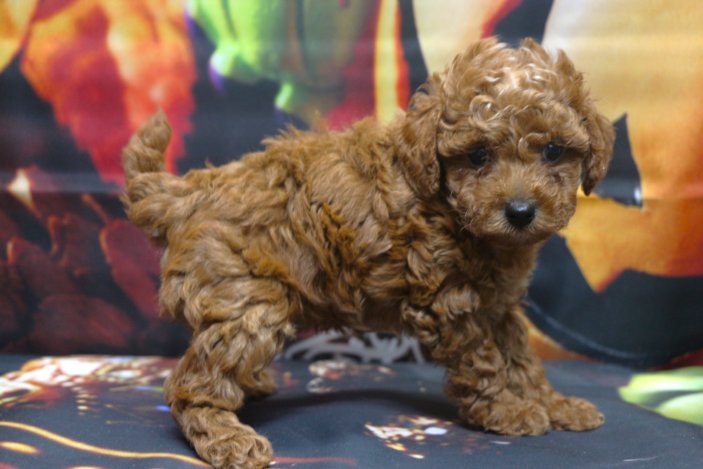 トイプードルブリーダー子犬レッド女の子生後6週間。千葉県鎌ヶ谷市船橋市市川市柏市白井市印西市千葉市ブリーダー画像