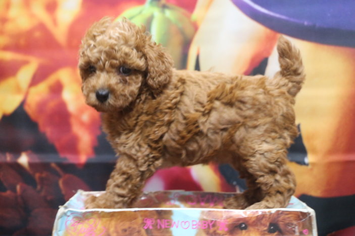 トイプードルブリーダー子犬レッド女の子生後6週間。千葉県鎌ヶ谷市船橋市市川市柏市白井市印西市千葉市ブリーダー画像