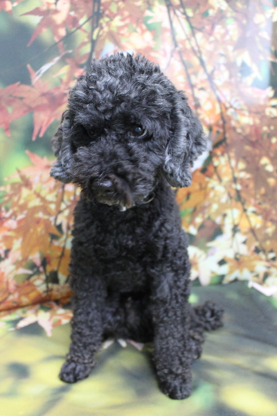 千葉県松戸市のトイプードルのトリミング前画像