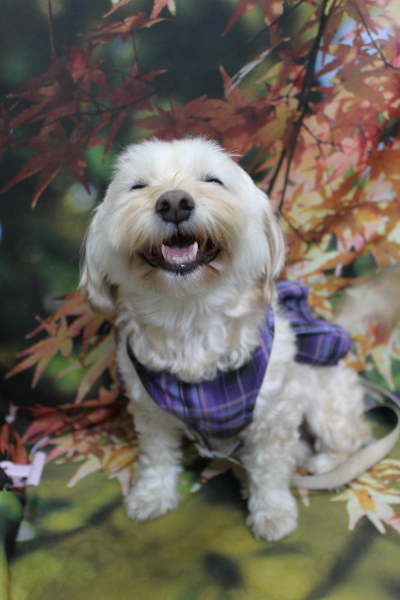 千葉県鎌ケ谷市のミックス犬のトリミング前画像