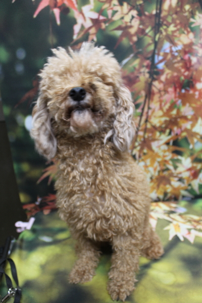 トイプードルブリーダーの成犬、トリミング前画像