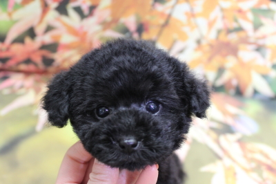 トイプードルブリーダーの子犬、トリミング画像