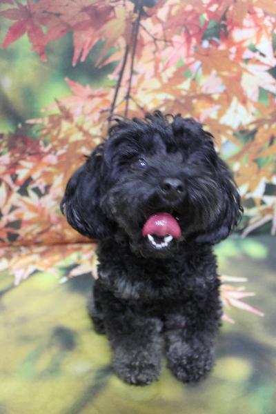 千葉県鎌ヶ谷市のトイプードルのトリミング前画像