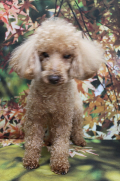 千葉県花見川区トイプードルのトリミング前画像