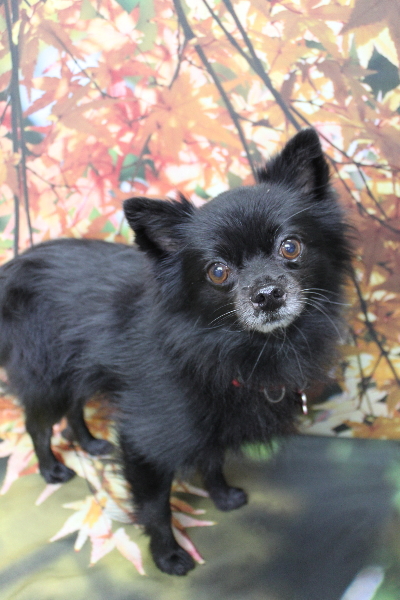 千葉県鎌ヶ谷市のミックス犬のトリミング前画像