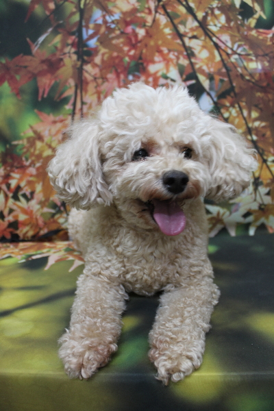 千葉県鎌ケ谷市のトイプードルのトリミング前画像