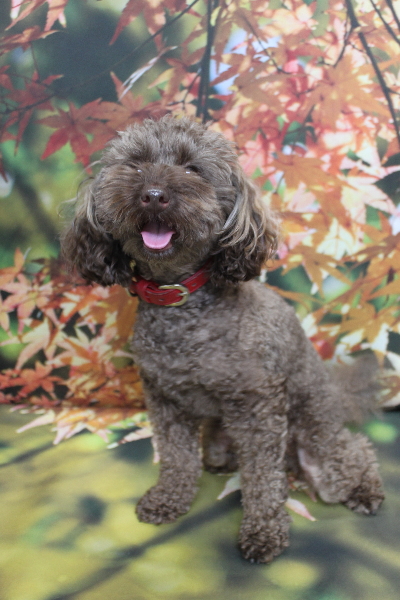 千葉県市川市のトイプードルのトリミング前画像