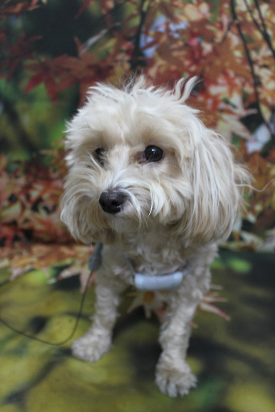 千葉県鎌ヶ谷市のミックス犬のトリミング前画像