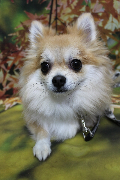 千葉県船橋市のミックス犬のトリミング前画像