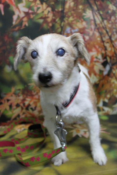 千葉県船橋市のジャックラッセルのトリミング前画像