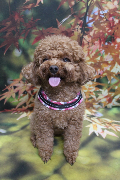 千葉県鎌ケ谷市トイプードルのトリミング前画像