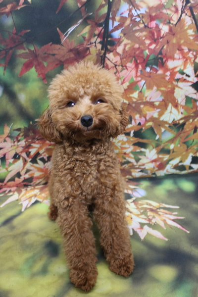 千葉県船橋市のトイプードルのトリミング前画像