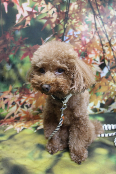 千葉県市川市のトイプードルのトリミング前画像