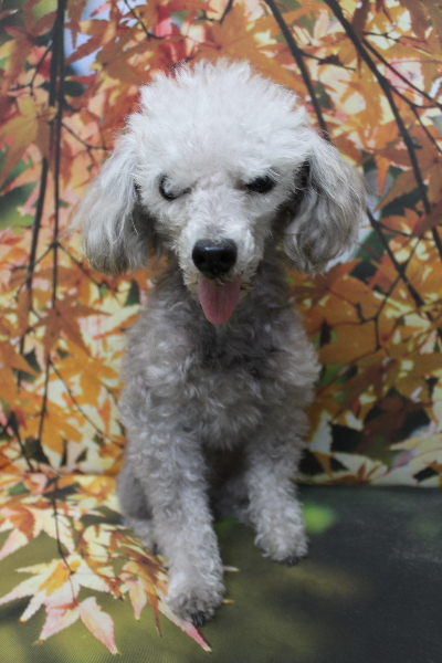 千葉県船橋市のトイプードルのトリミング前画像