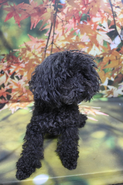 トイプードルブリーダーの成犬、トリミング前画像