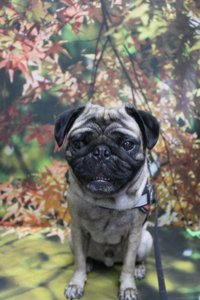 千葉県鎌ケ谷市のパグのトリミング前画像