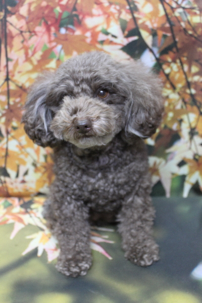 千葉県市川市のトイプードルのトリミング前画像