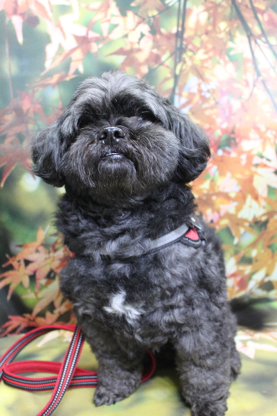 千葉県船橋市ミックス犬のトリミング前画像