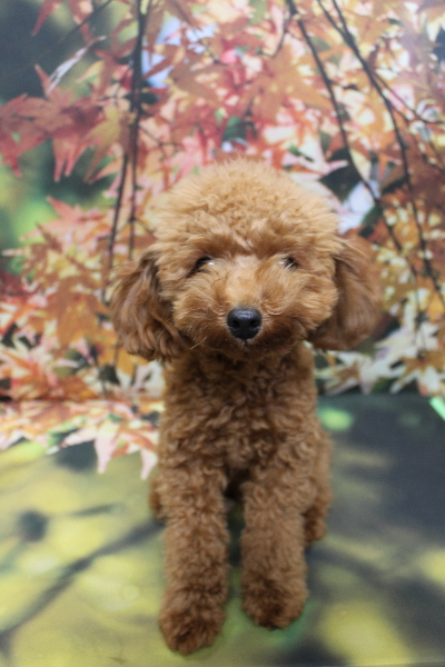 千葉県船橋市のトイプードルのトリミング前画像