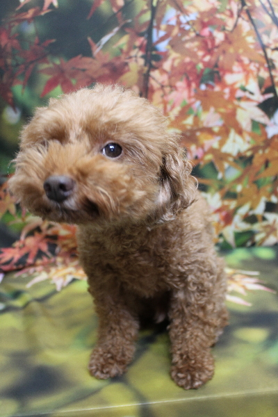 千葉県船橋市のトイプードルのトリミング前画像