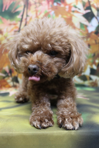 千葉県鎌ケ谷市のトイプードルのトリミング前画像