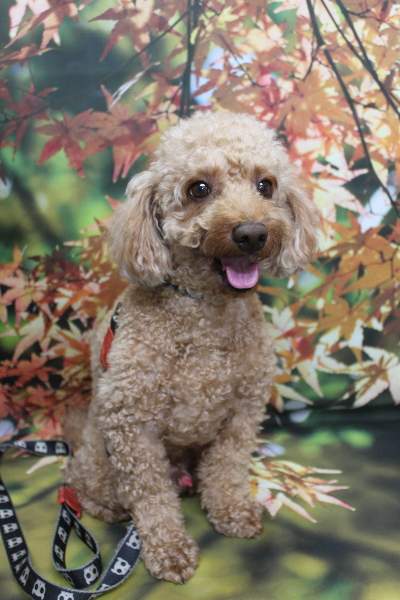 千葉県船橋市のトイプードルのトリミング前画像