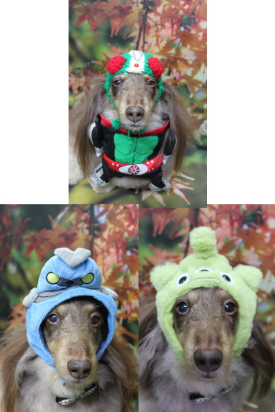 千葉県松戸市のミニチュアダックスのトリミング画像