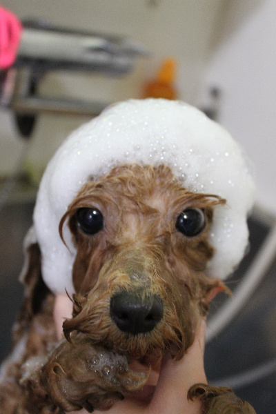 千葉県松戸市のトイプードルのシャンプー画像