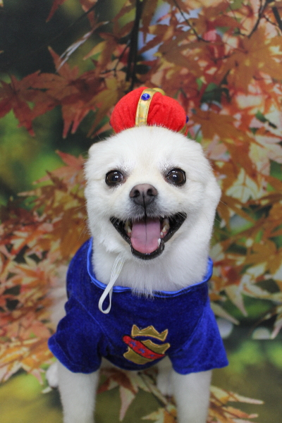 東京都港区のポメラニアンのトリミング画像