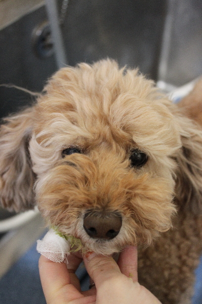 千葉県松戸市のトイプードルの歯磨き画像