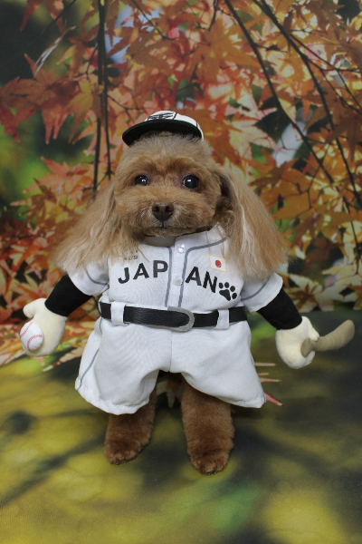 千葉県船橋市のトイプードルのトリミング画像