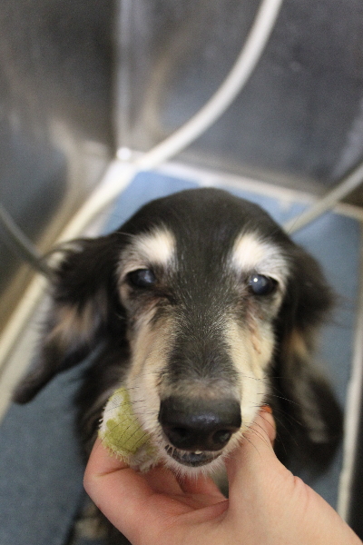 千葉県鎌ヶ谷市のミニチュアダックスの歯磨き画像