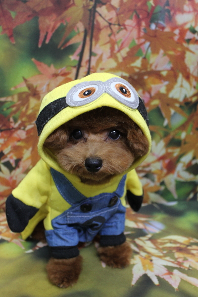 千葉県鎌ケ谷市トイプードルのトリミング画像